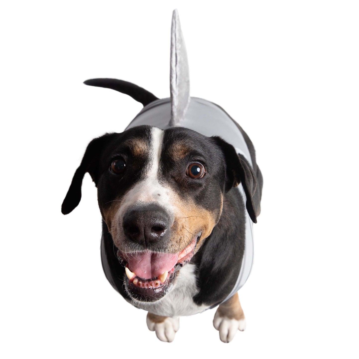 shark dog costume