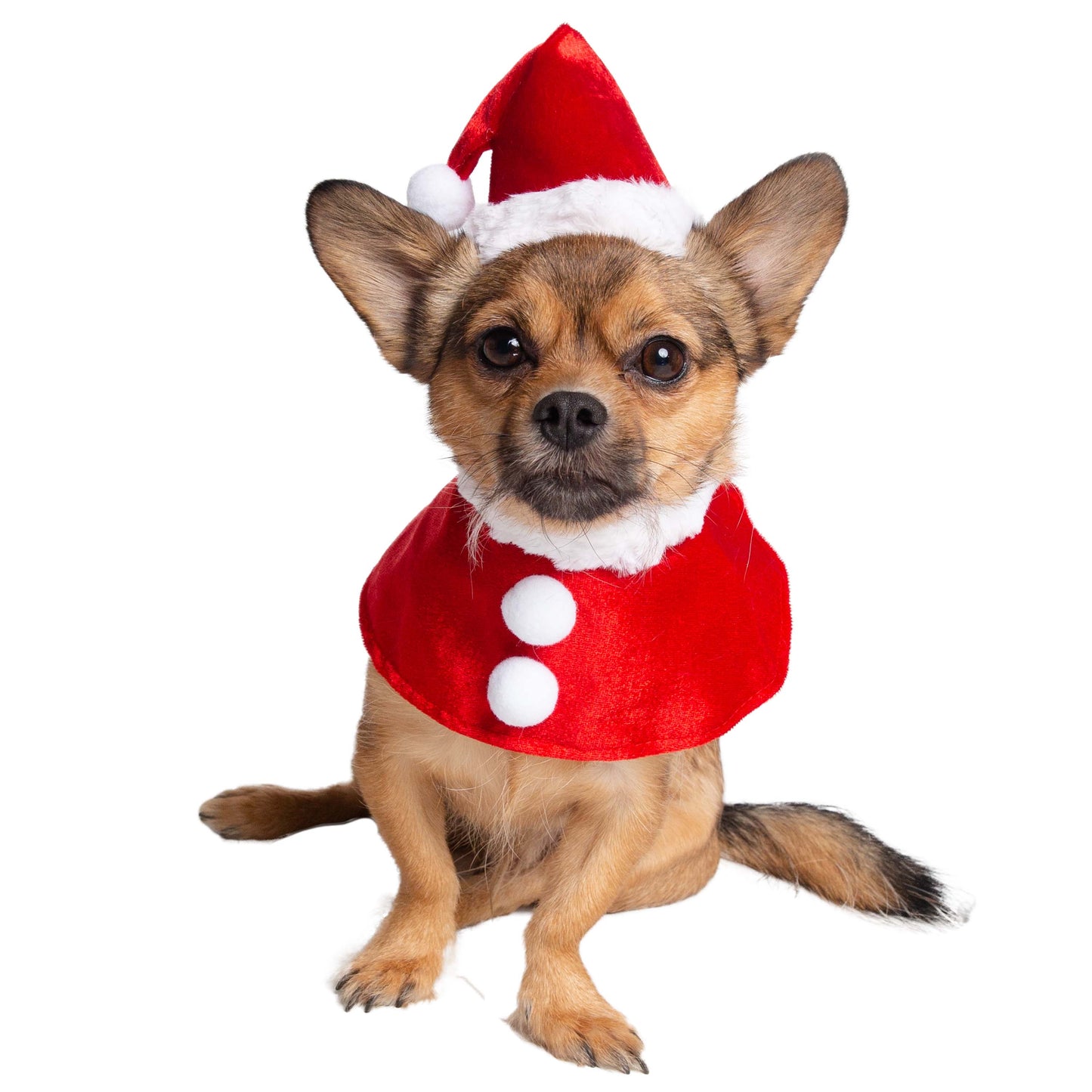 Santa Dog Costume