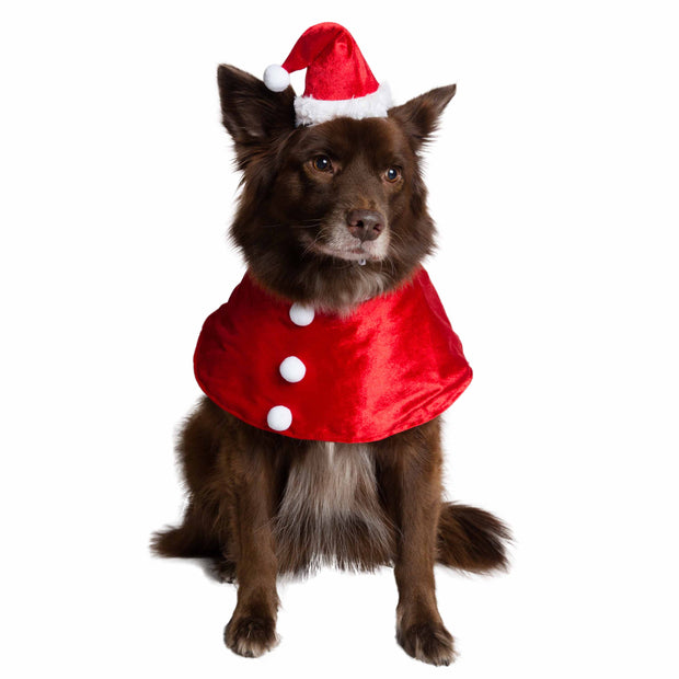 brown dog wearing a red santa hat and collar dog Christmas Costume