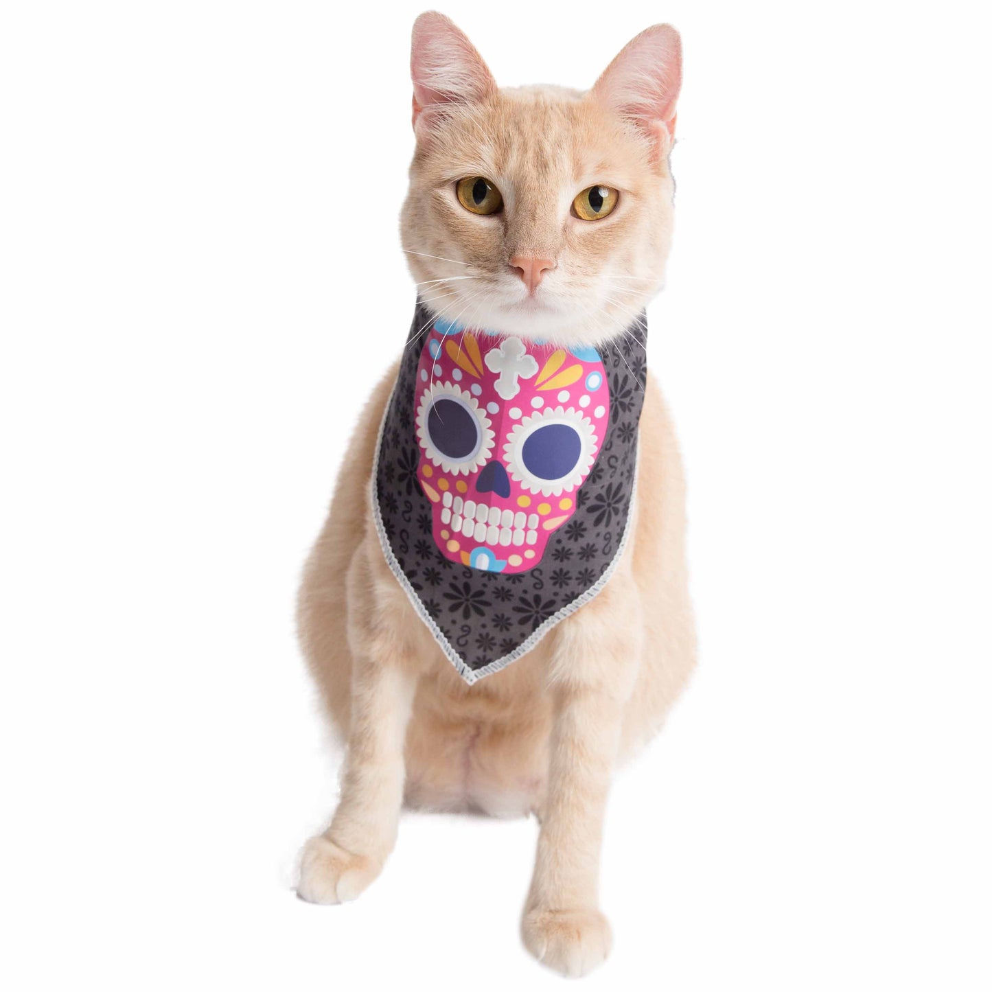 glow in the dark skull cat bandana