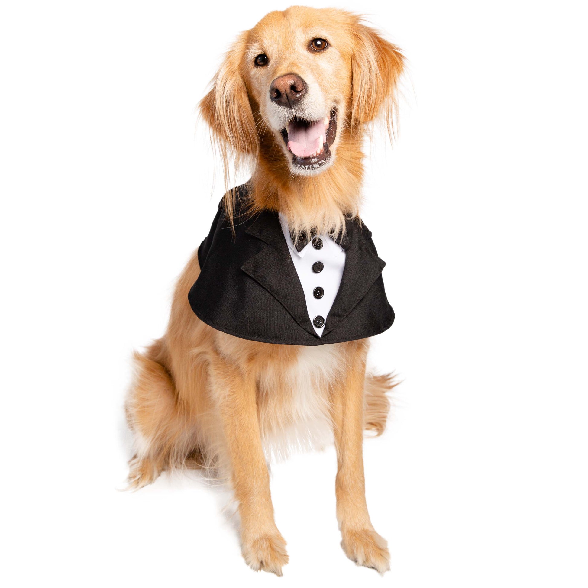 dog tux