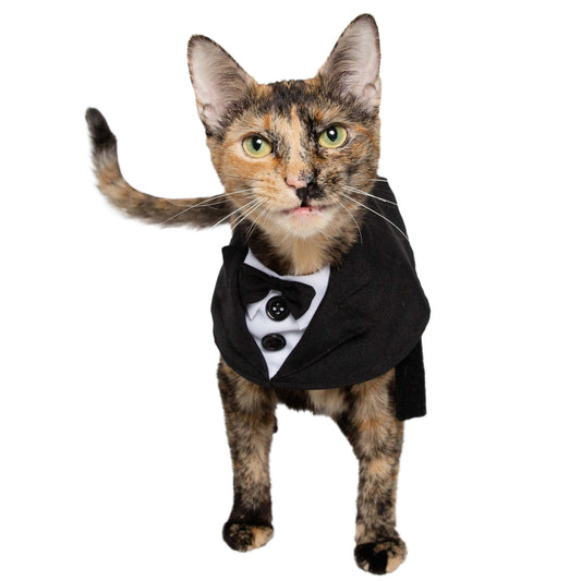 cat tuxedo
