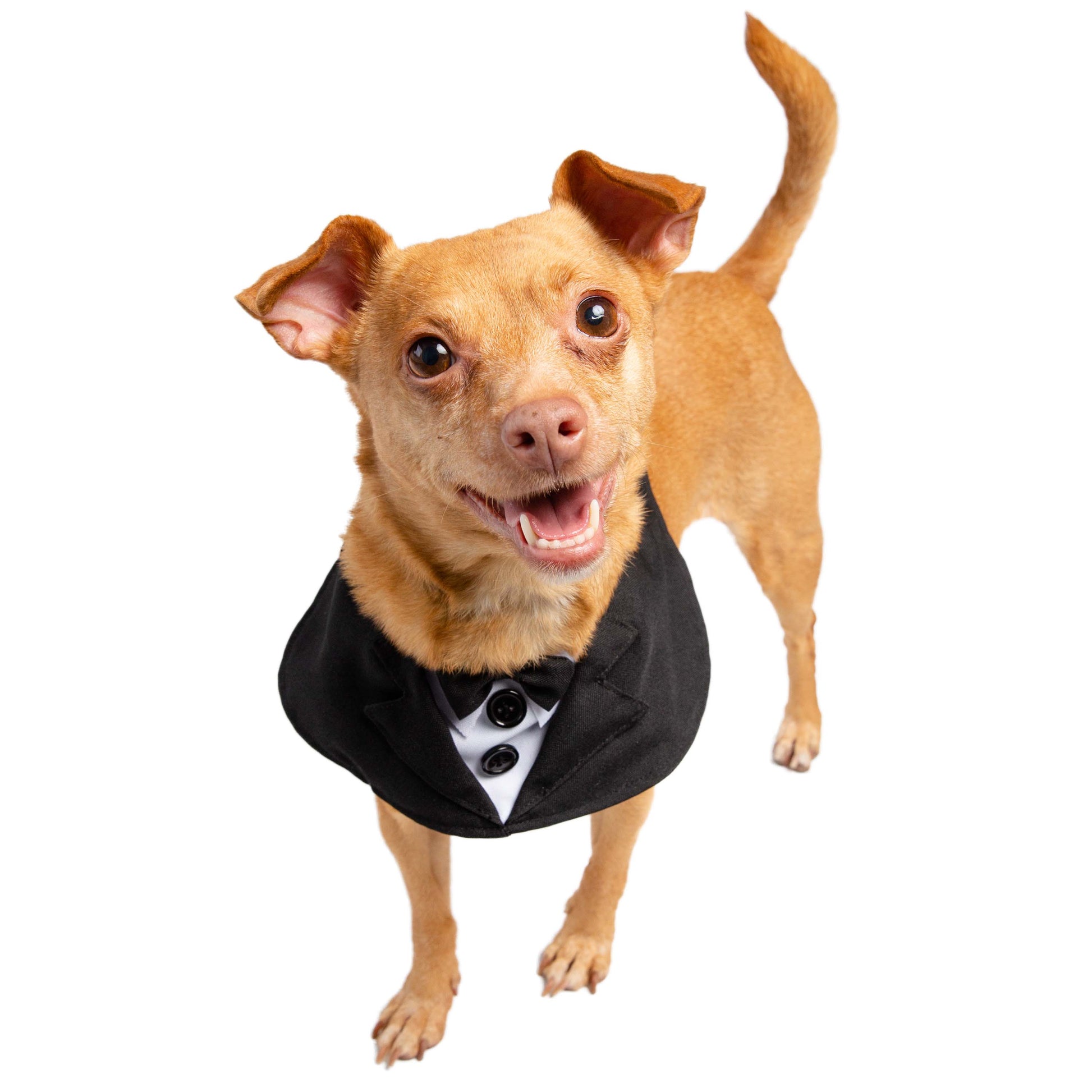 dog tuxedo