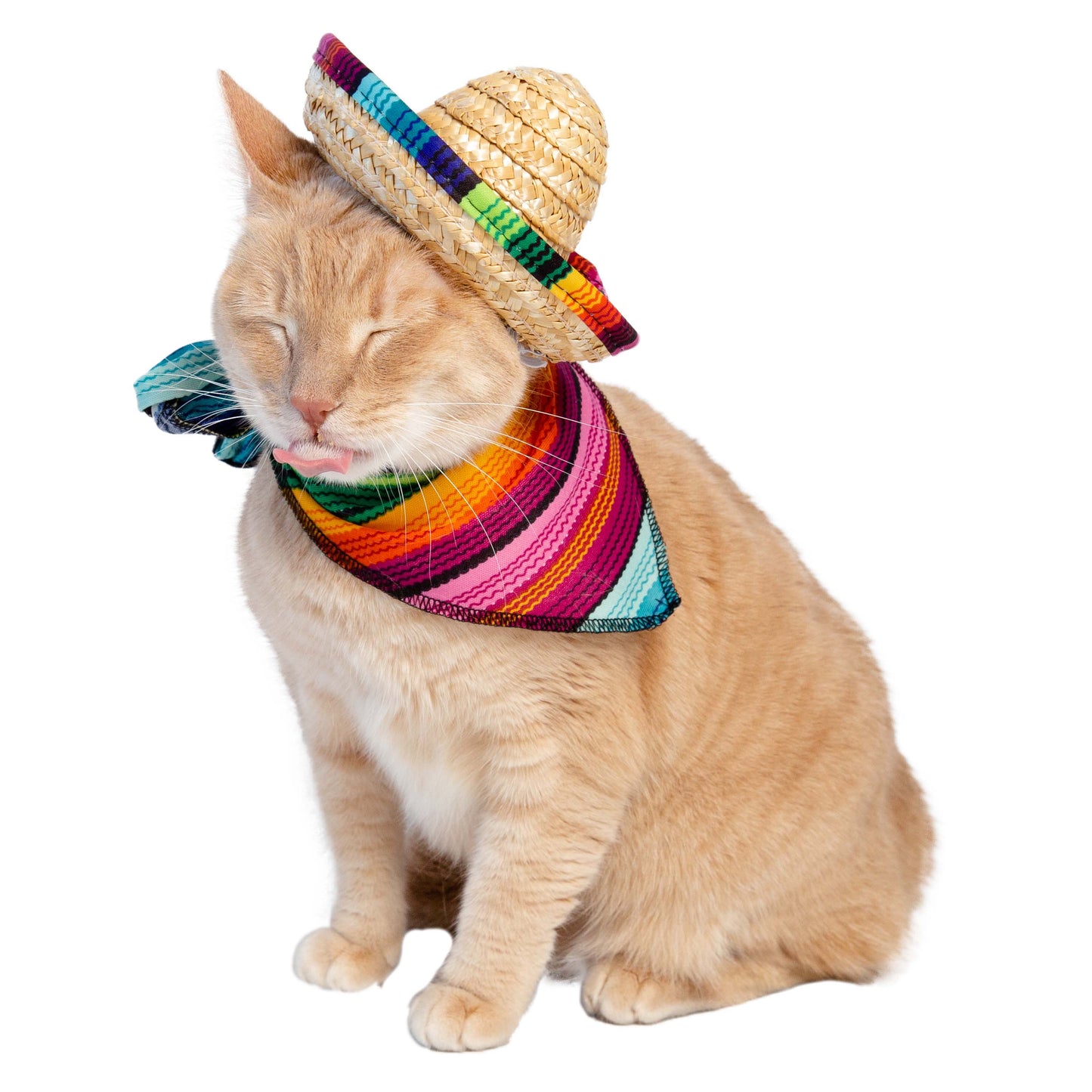 cat sombrero