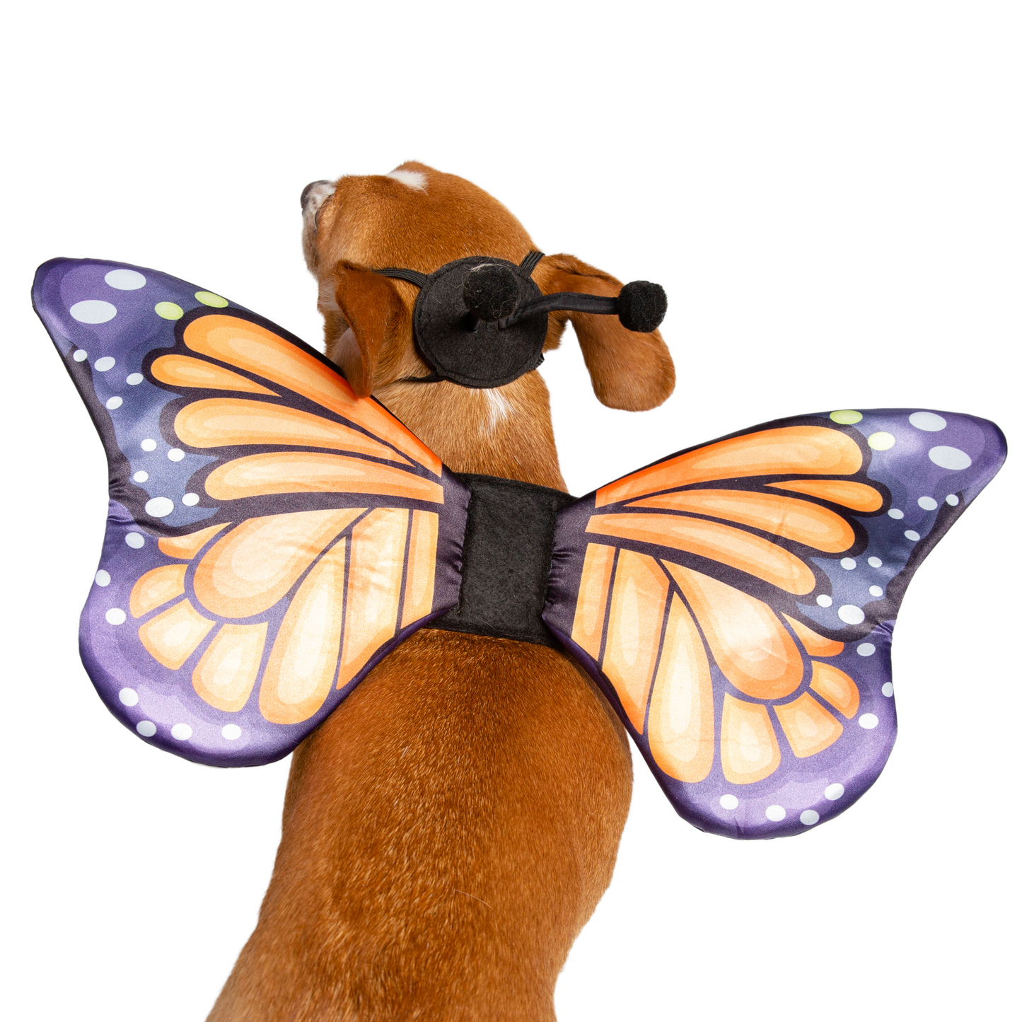 dog butterfly harness