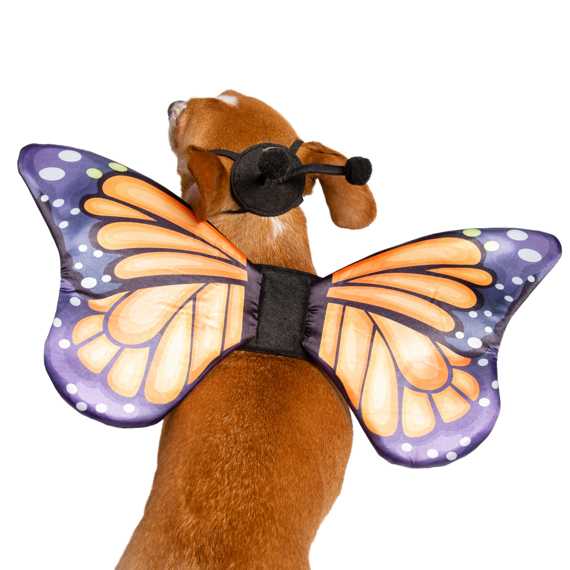 dog butterfly harness
