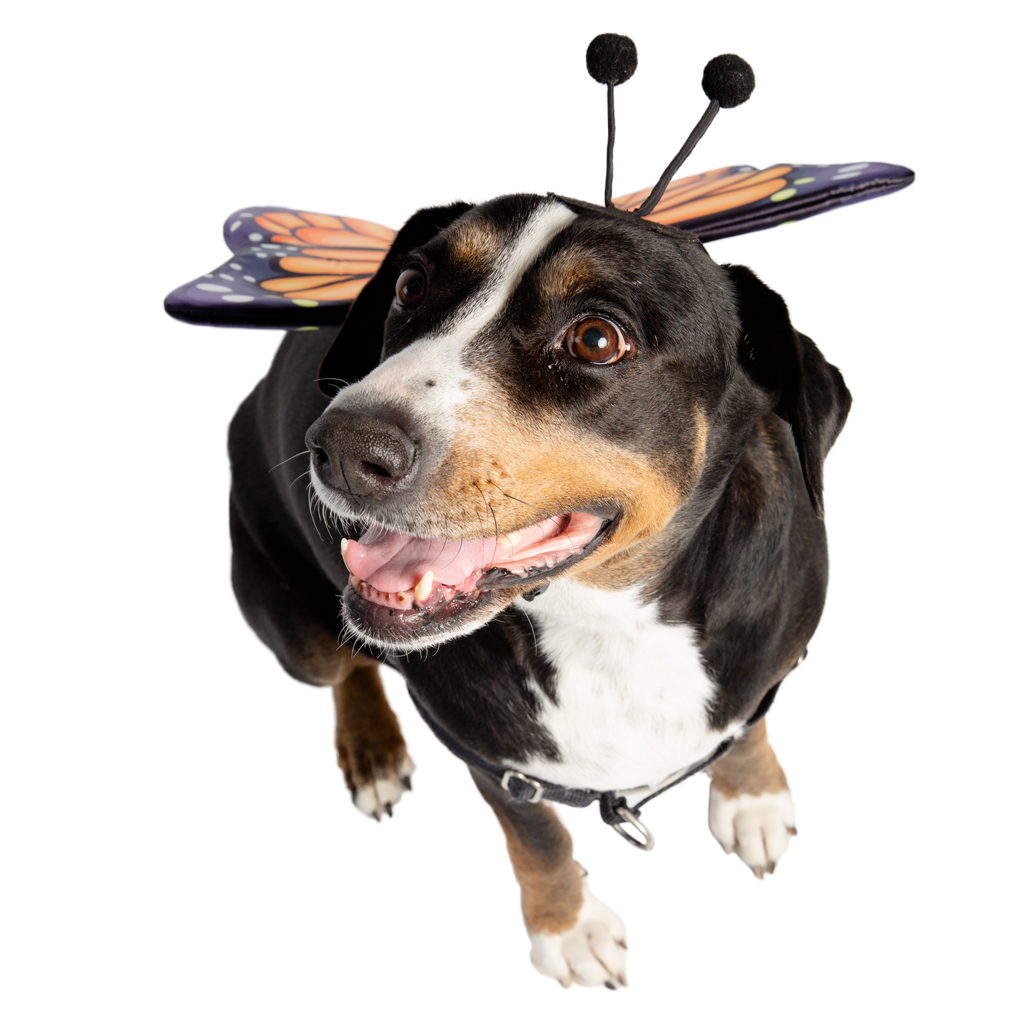 butterfly dog costume