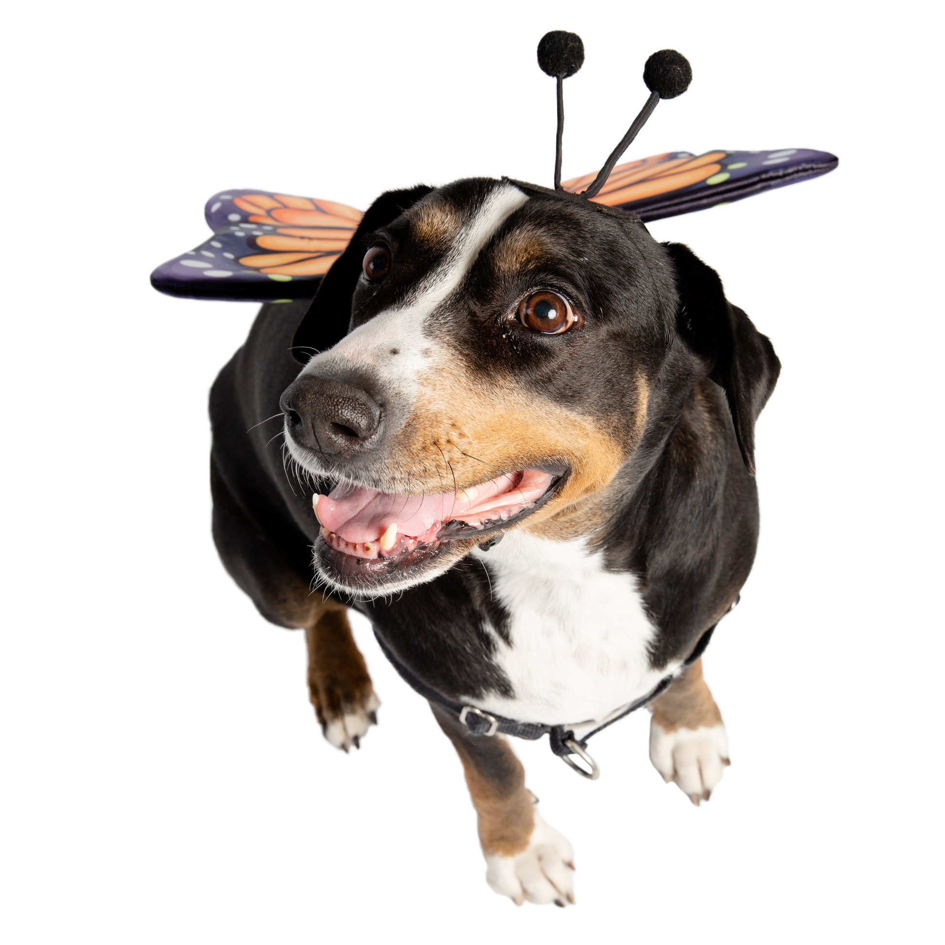 butterfly dog costume
