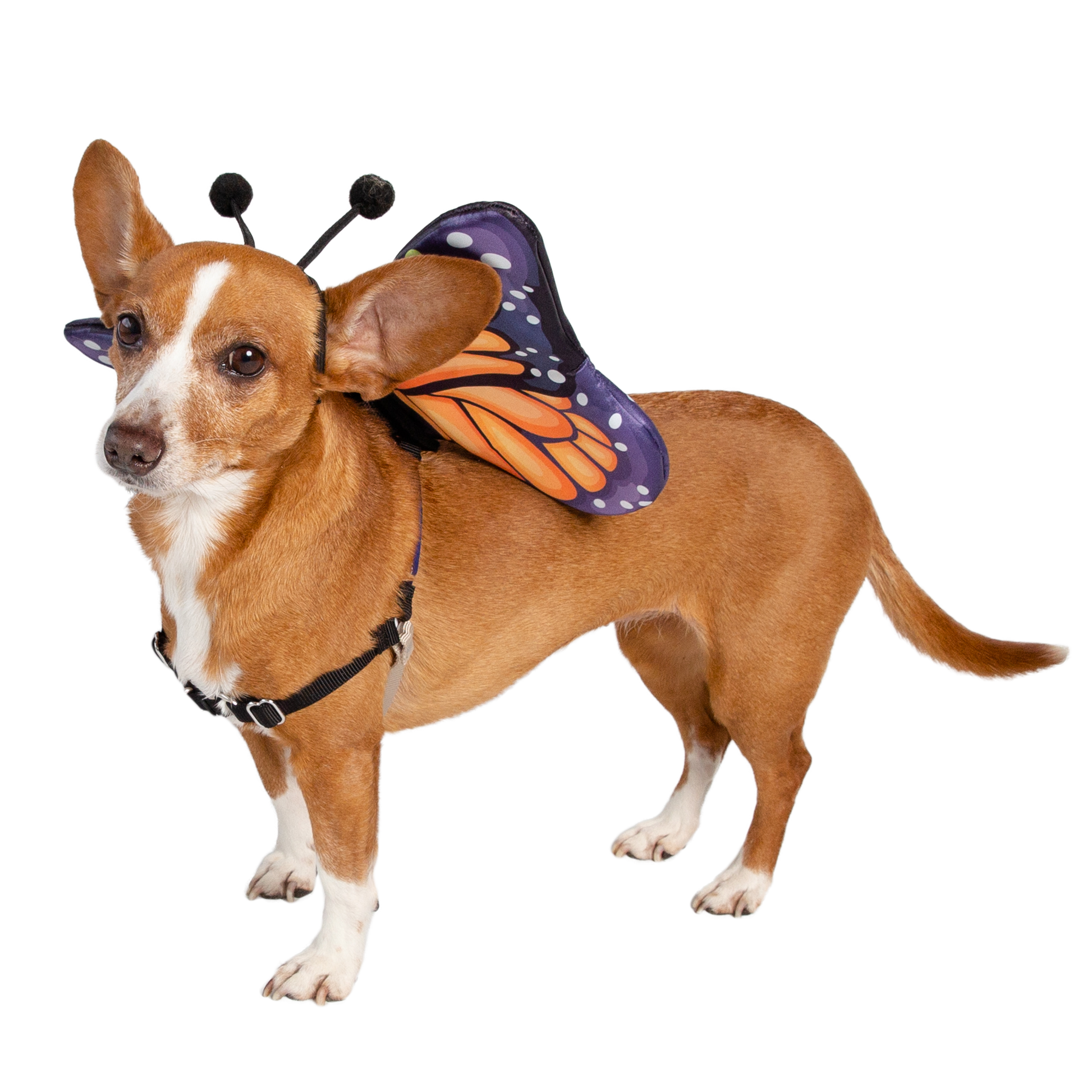 dog costume butterfly