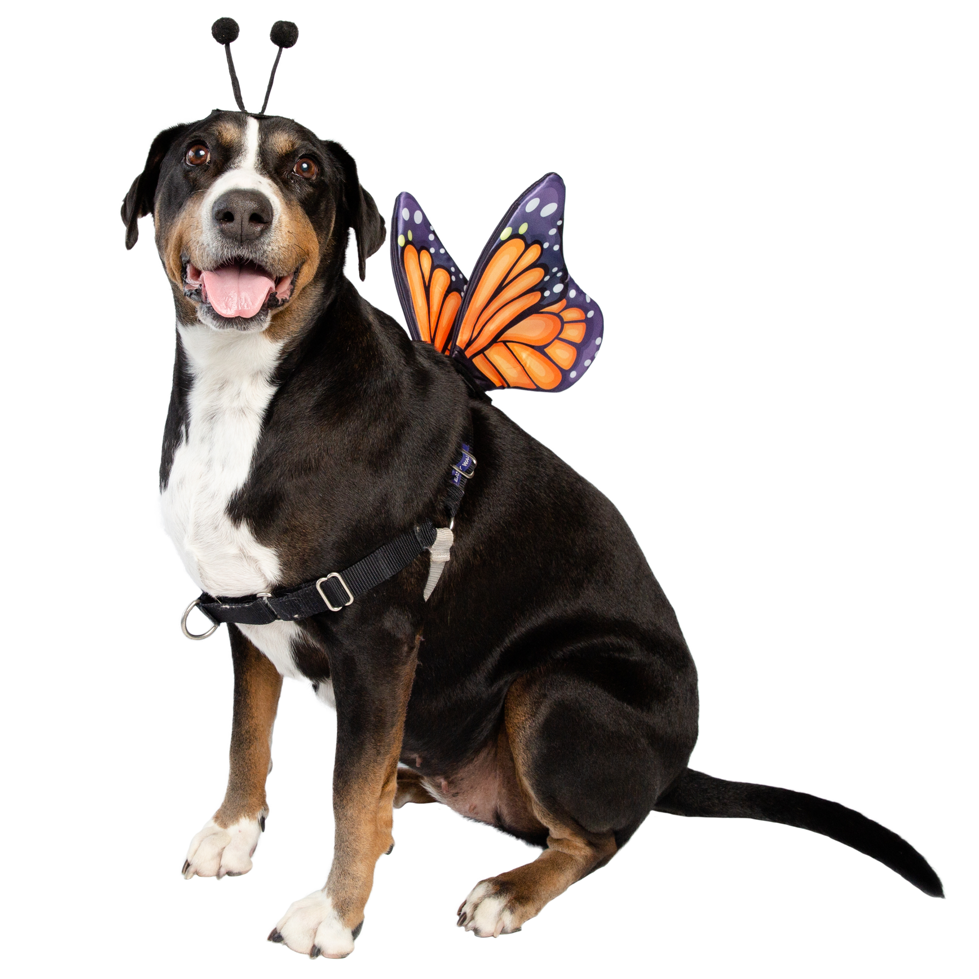 dog butterfly wings