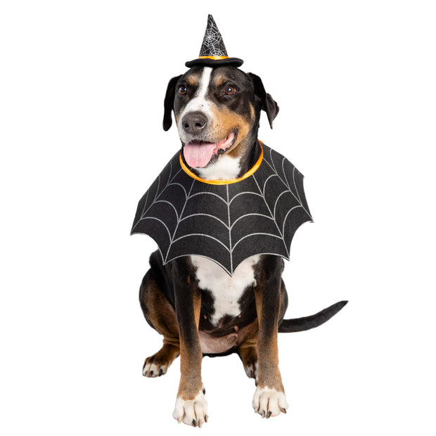 witch hat for dogs