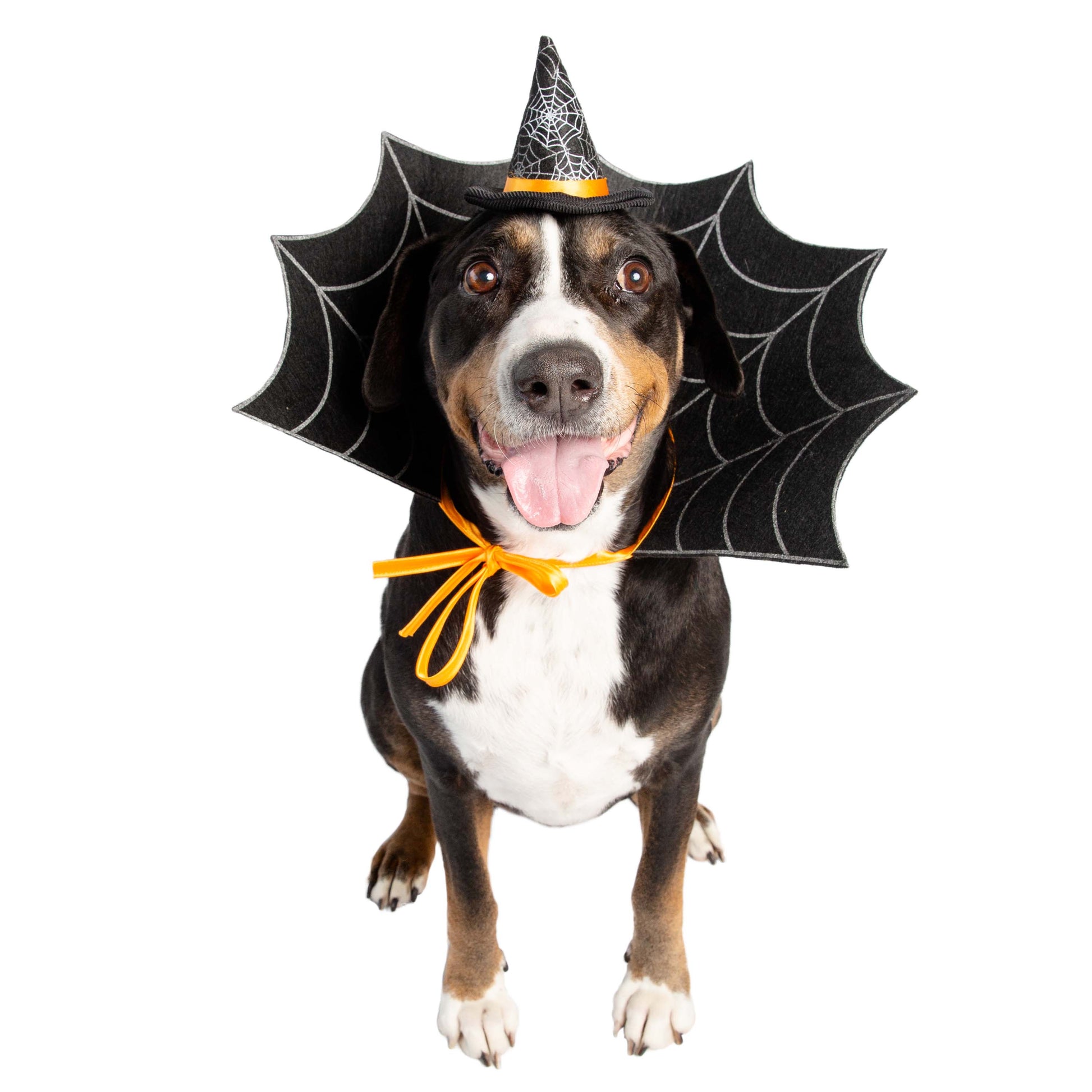 dog witch costumes