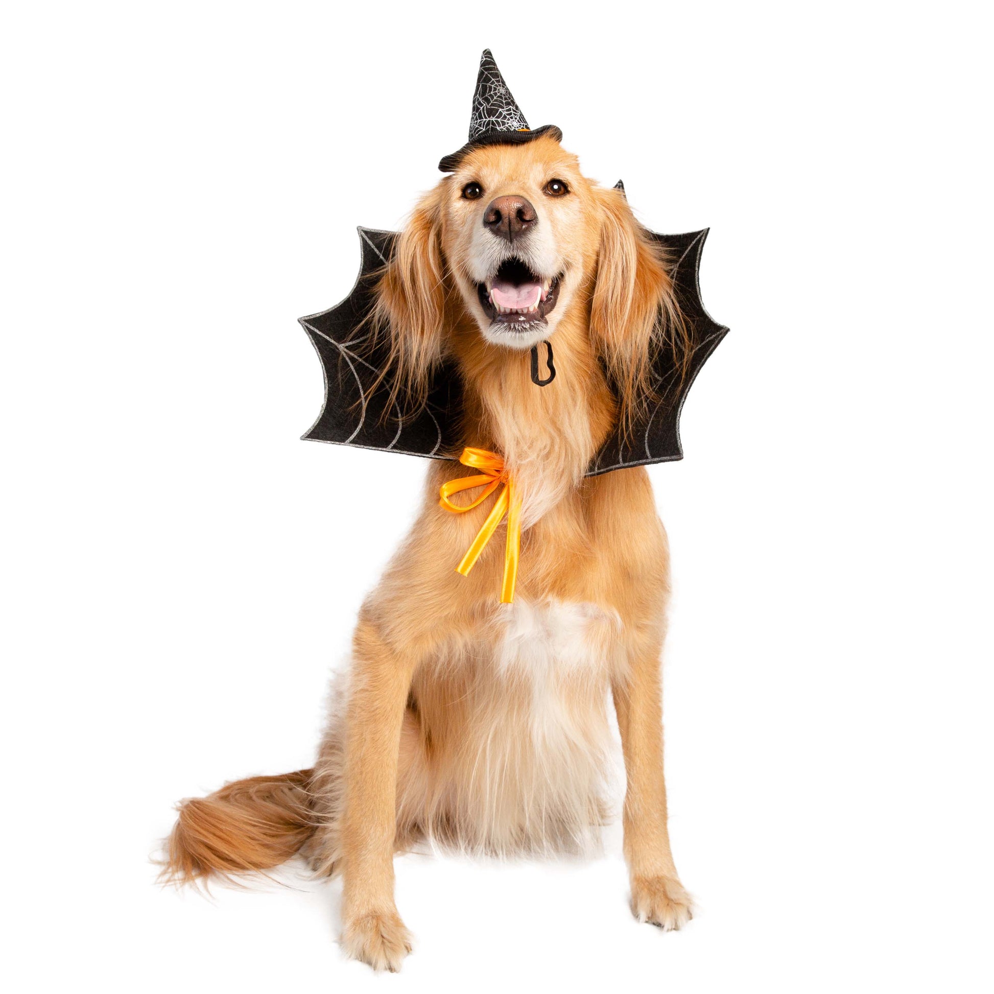 dog witch costumes
