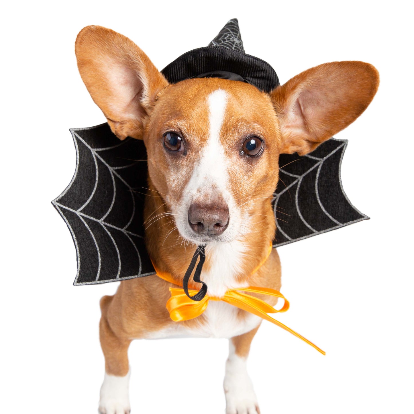 dog witch hat