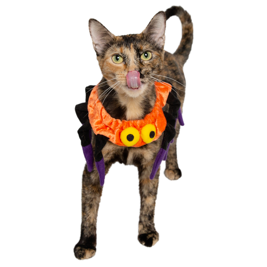 cat spider costume