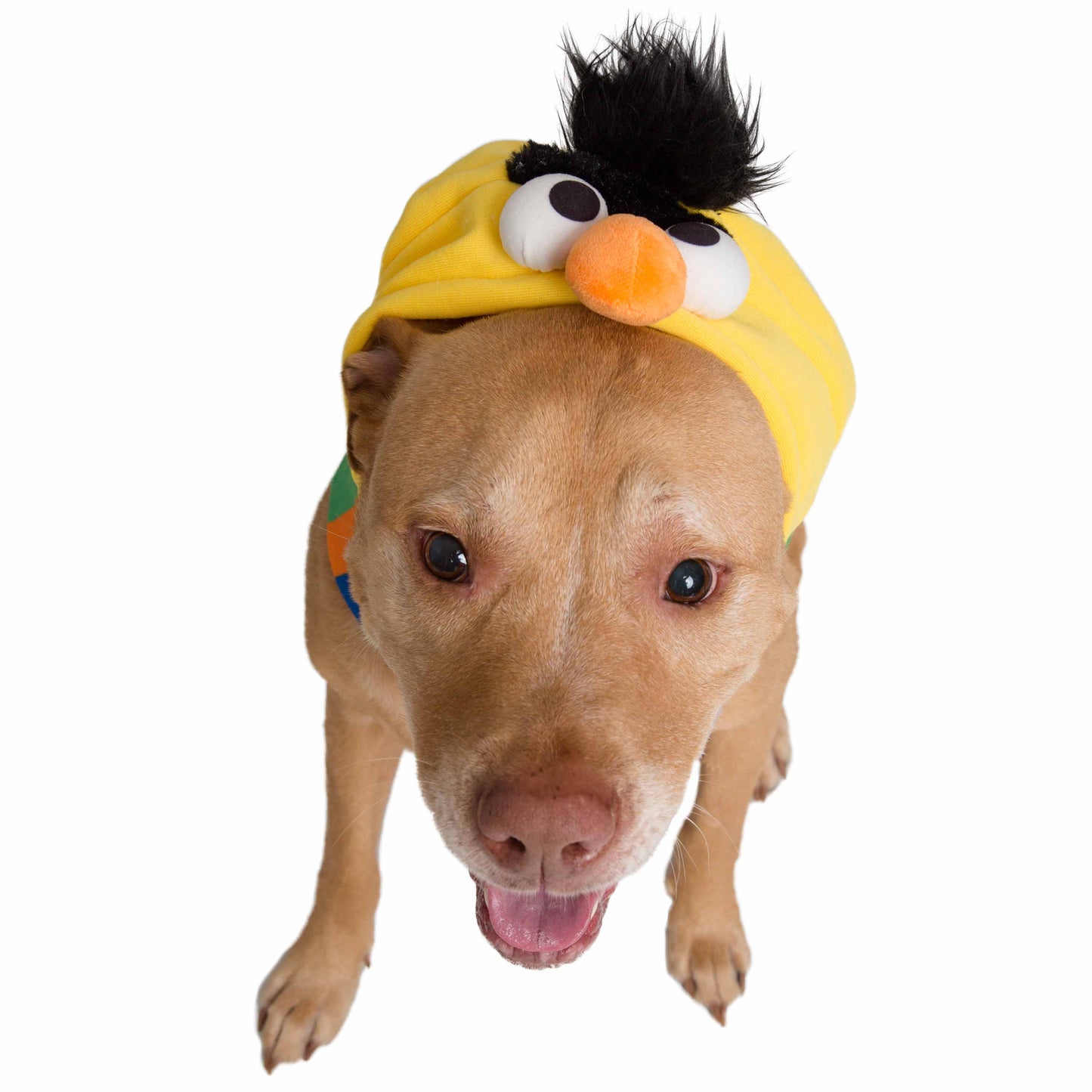 Sesame Street Bert Dog Hoodie