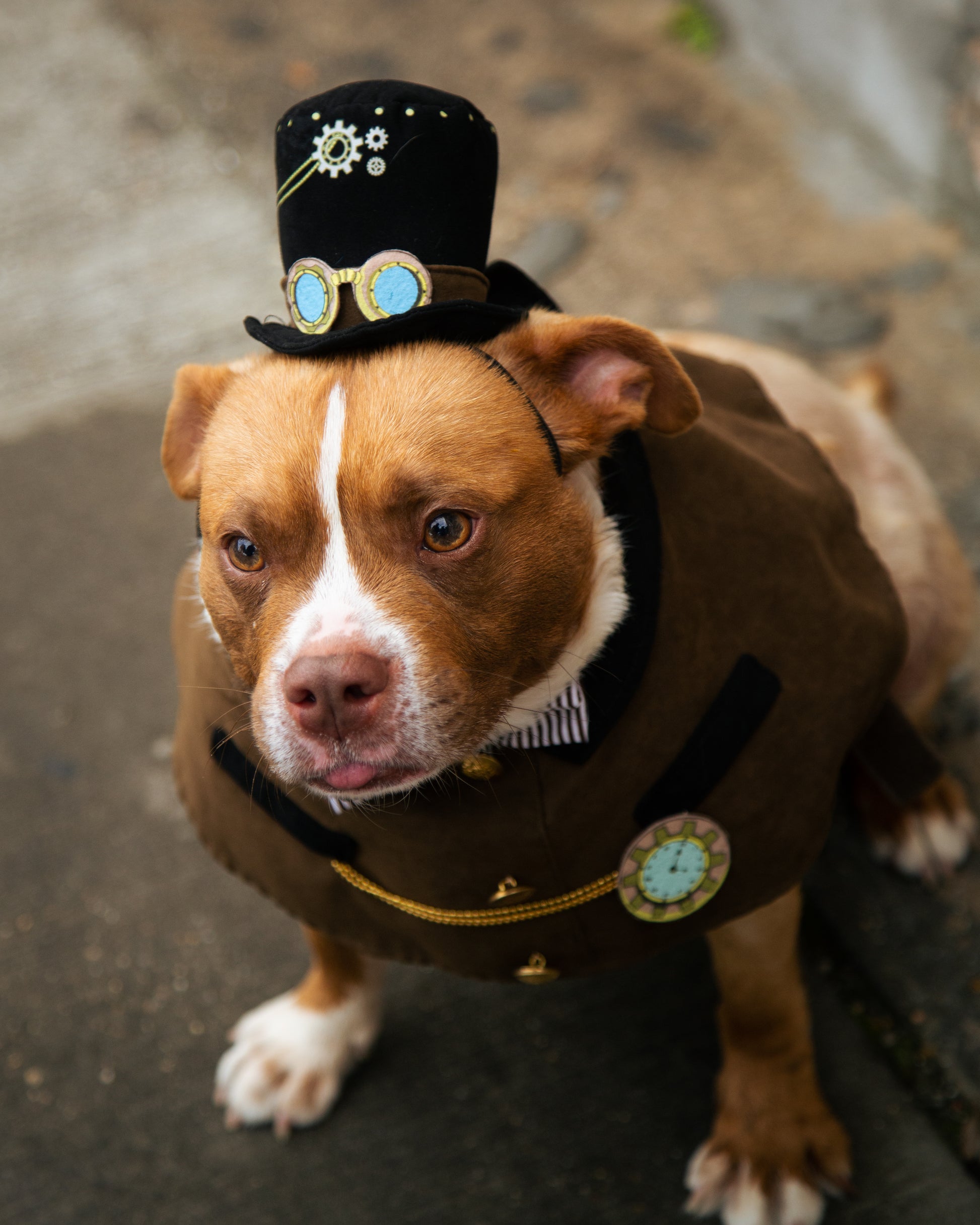 Steam Punk Hat and Collar Dog Costume