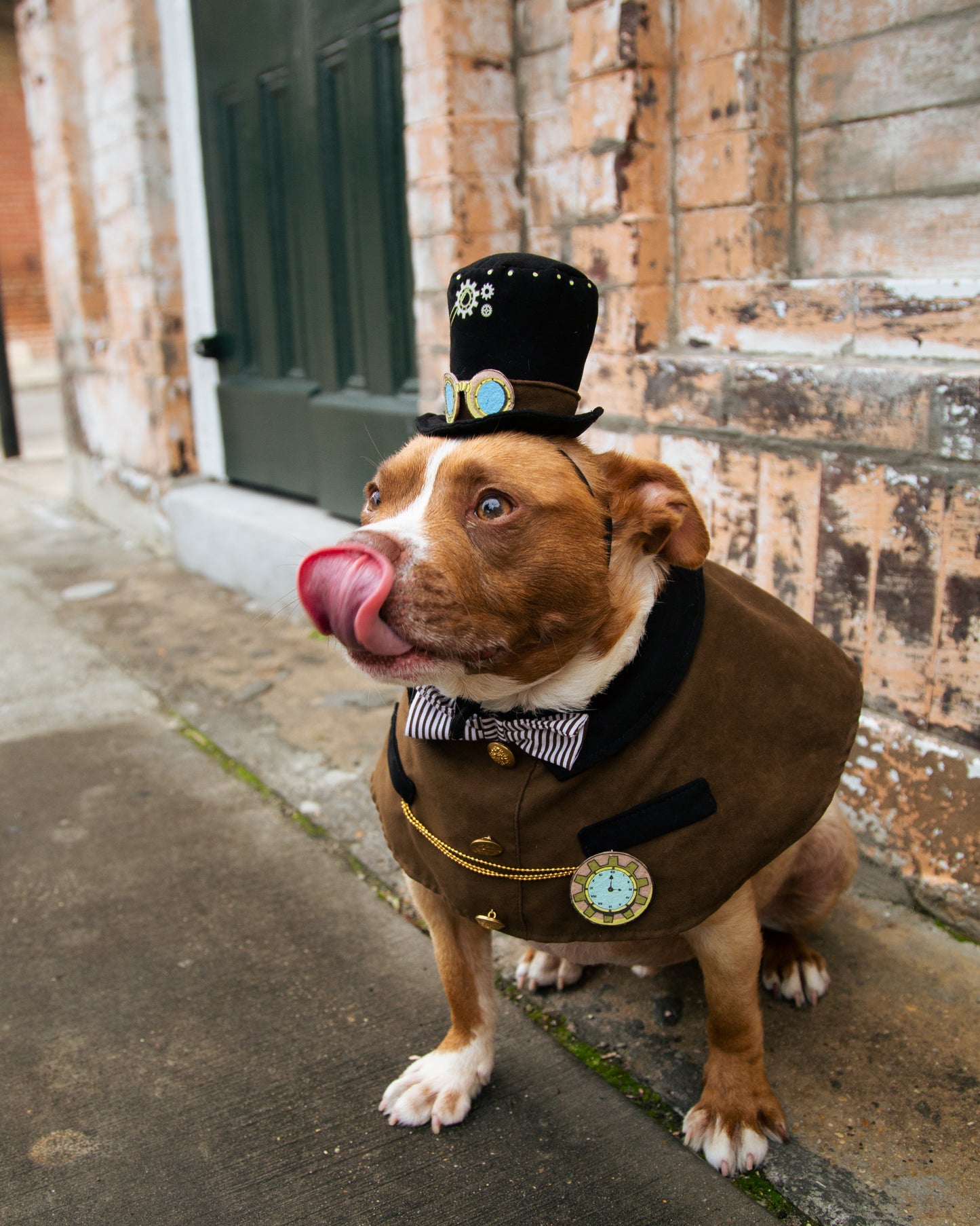 Steam Punk Hat and Collar Dog Costume