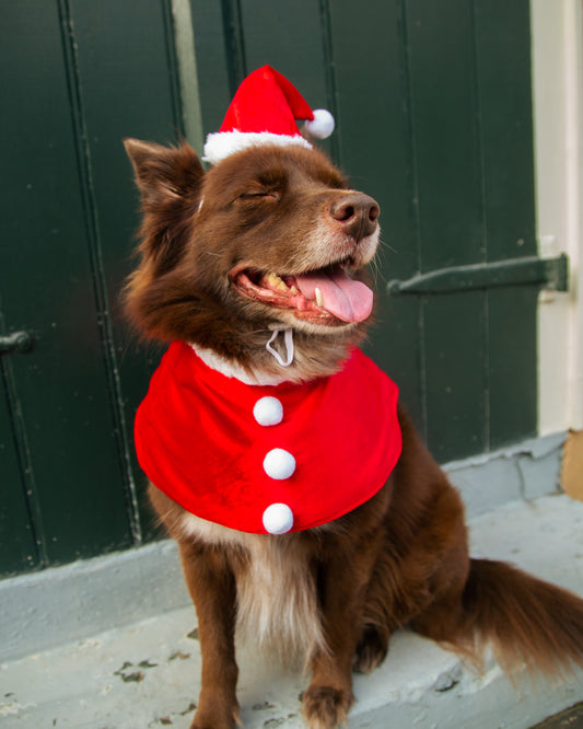 Santa Dog Costume