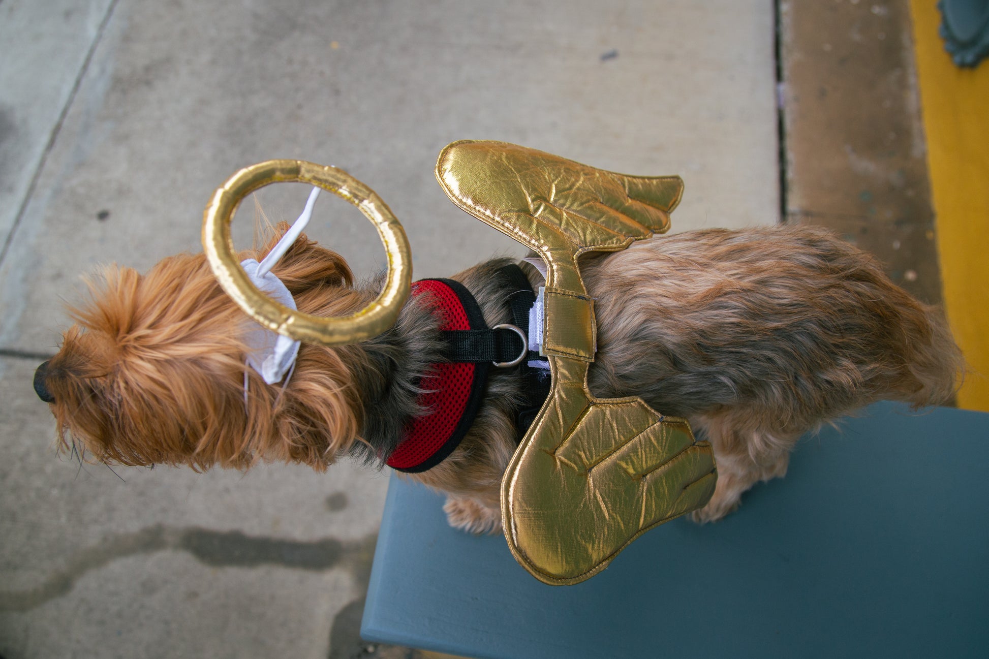 angel dog costume