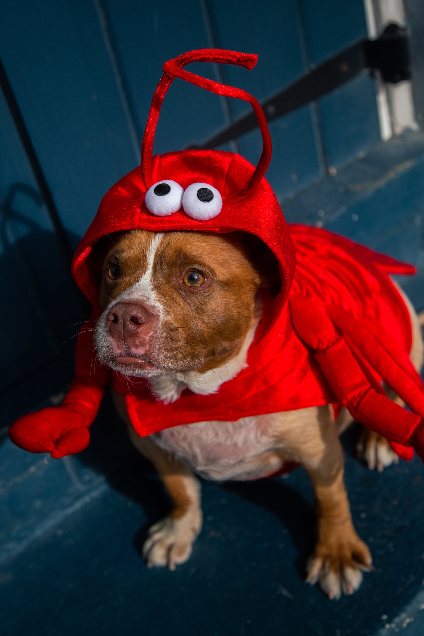 lobster dog costumes