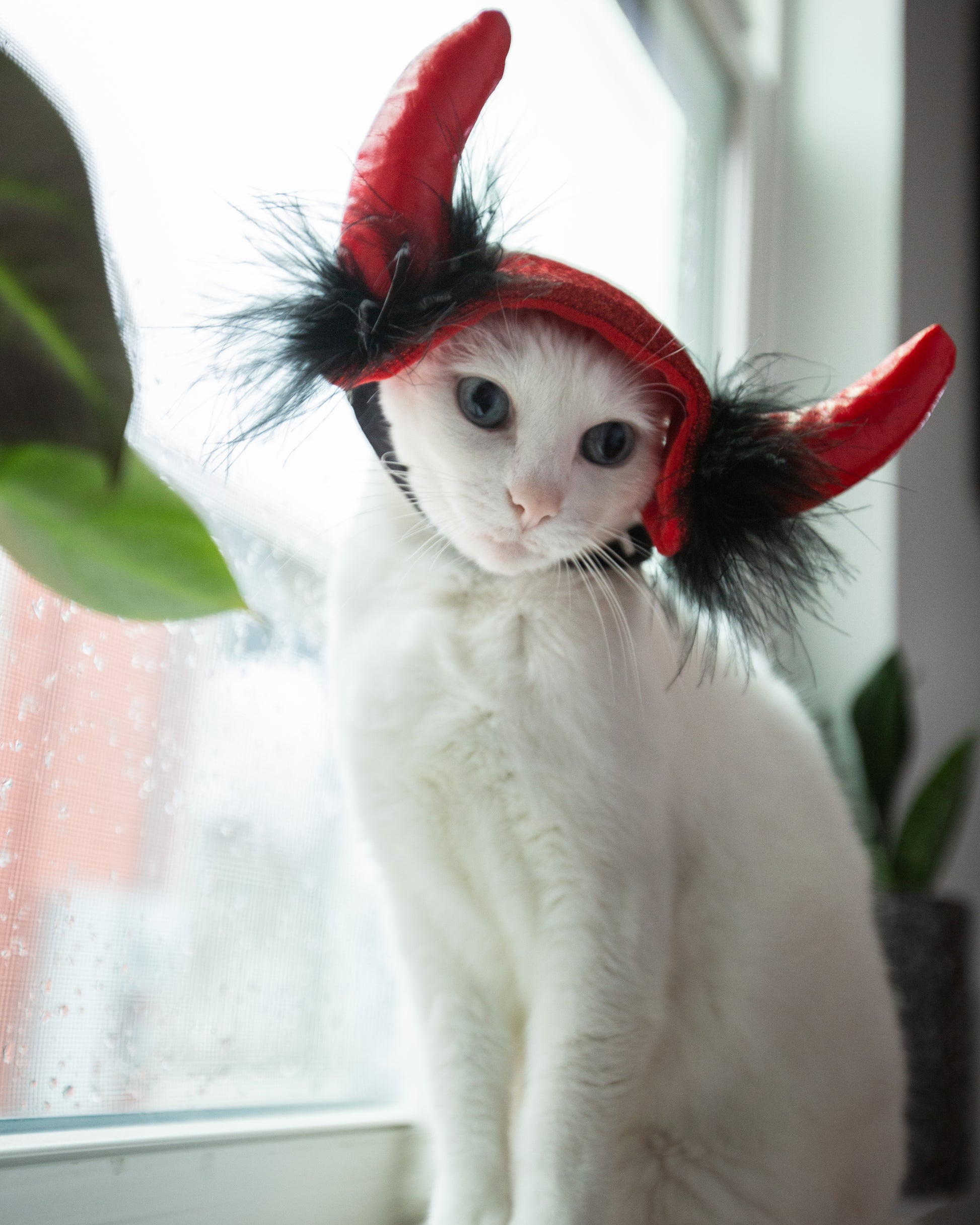 devil cat costume