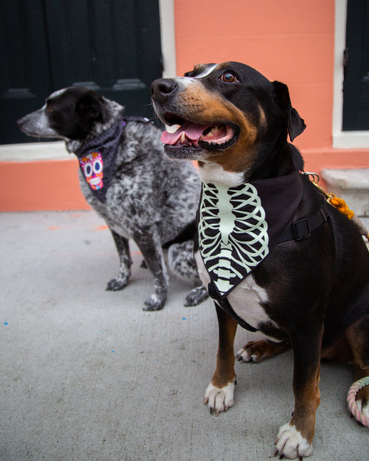 Glow-In-The-Dark Skull Dog Bandana