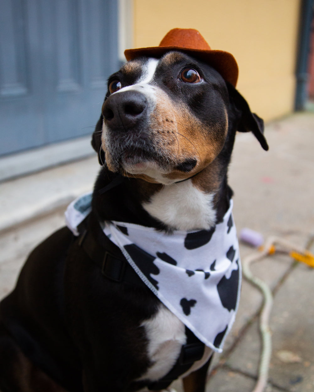 dog cowboy hat