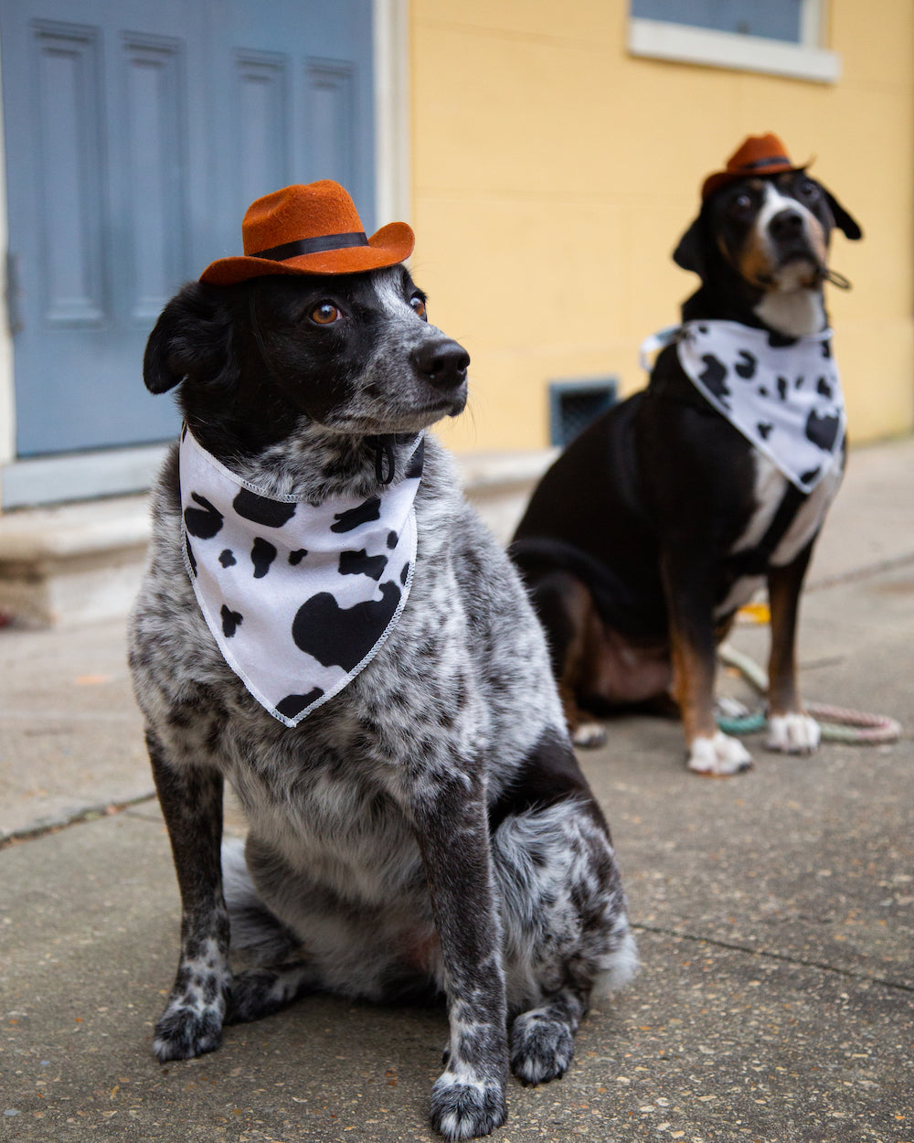 cowboy hats for dogs