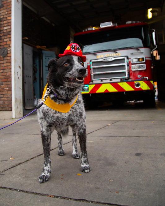 dog costumes fireman