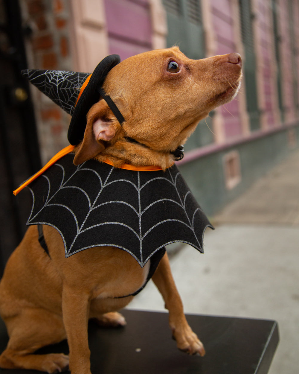 dog witch hat