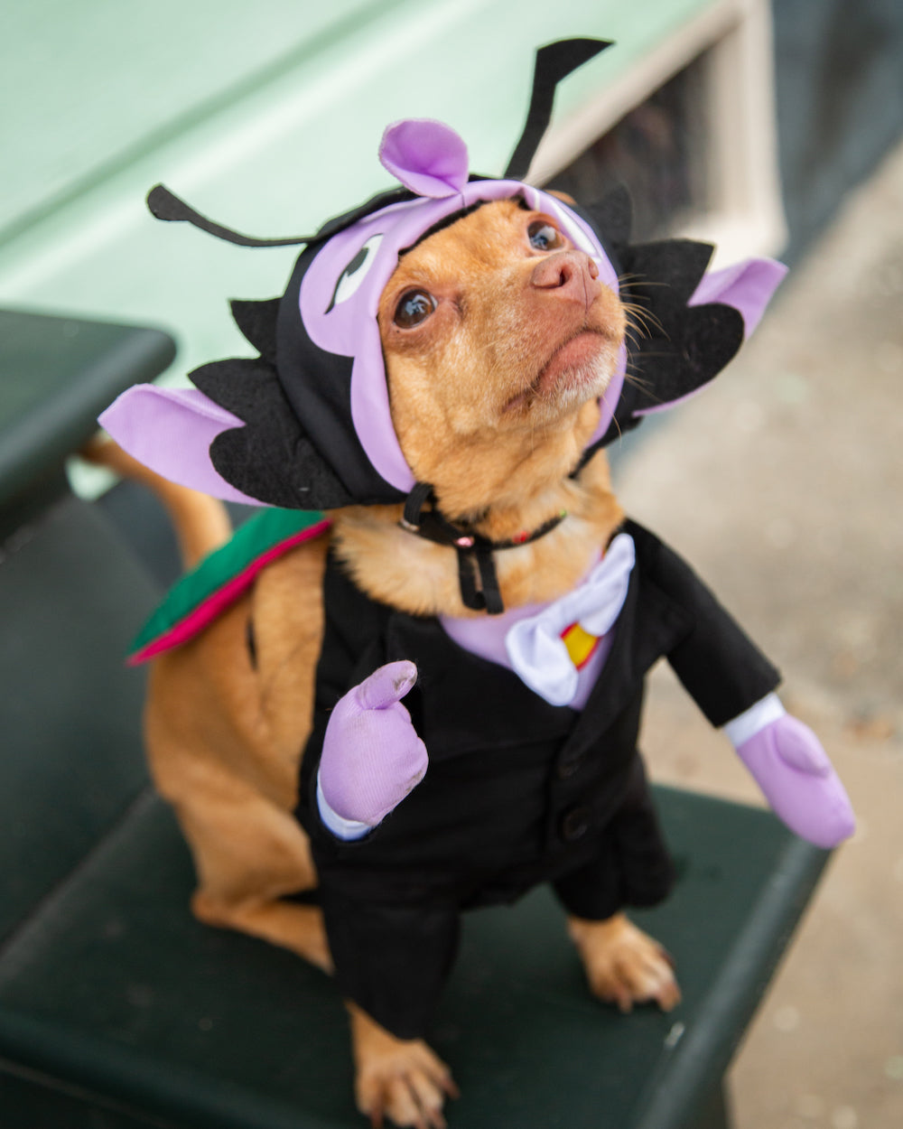 sesame street halloween costume
