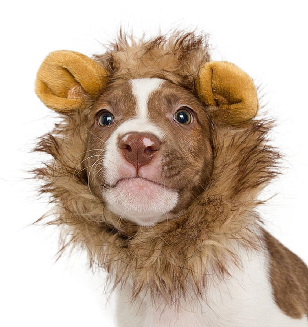 lion mane costume for small dogs 