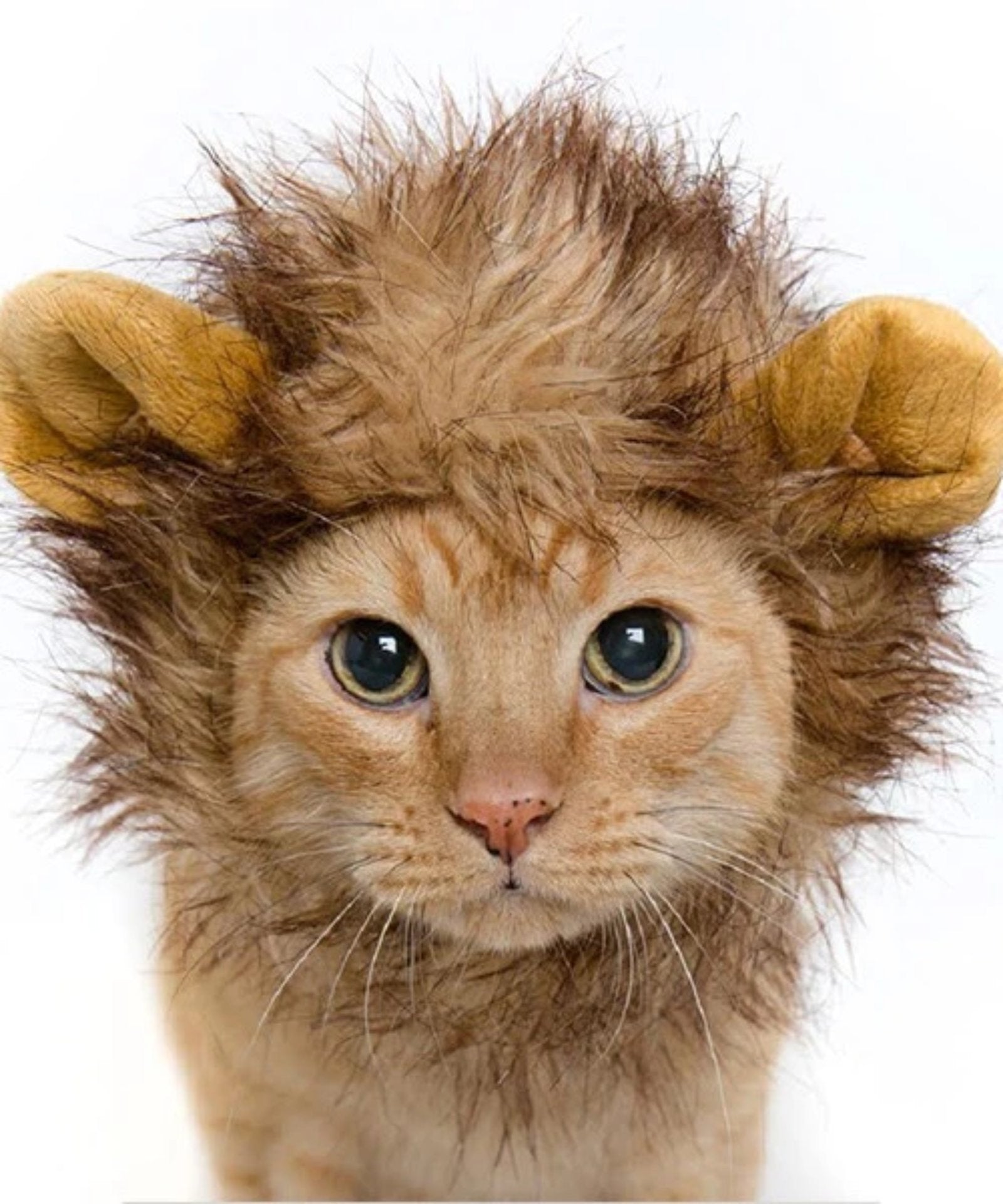 Orange cat dressed in Lion Mane Costume