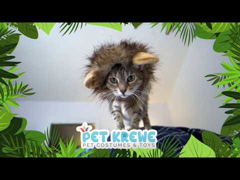 cats wearing hat lion mane costume around the house