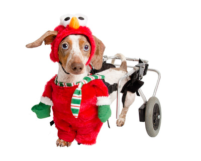 Santa Elmo Pet Costume Release!