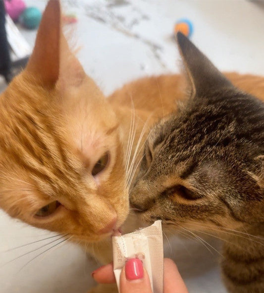 PK Event Highlight: The One Where the Krewe Visited Zeus Rescues