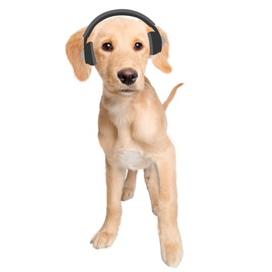 Intern (DJ) Mardi Pawty's Holiday Playlist