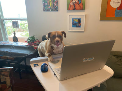 How to Work From Home with Pets