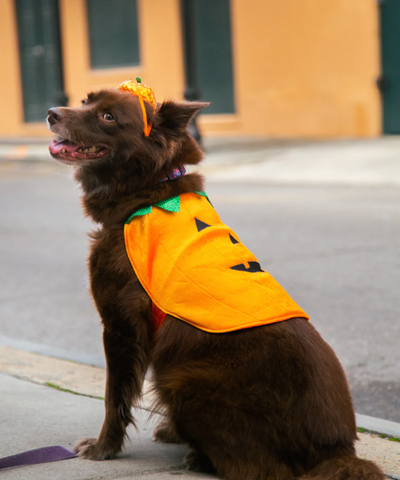Is it too early to start thinking about pet Halloween costume ideas? We don’t think so.