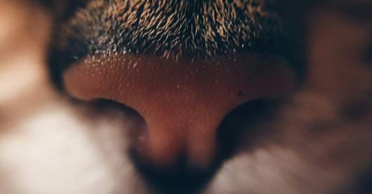 Identifying Common Cat Treat Ingredients That May Cause Allergies or Digestive Issues