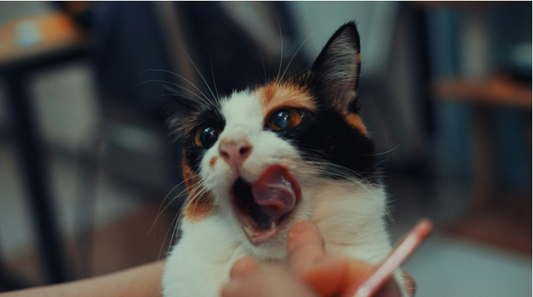 A Guide to Choosing, Using, and Understanding Healthy Ingredients for Your Cat’s Snacks