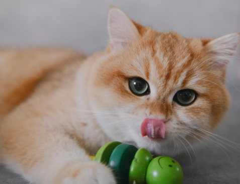 Quality Cat Treats: Know What to Expect in Cost & Value