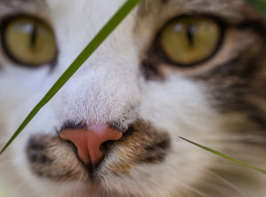 How to Identify Adverse Reactions in Cats After Eating Treats: Key Symptoms Explained