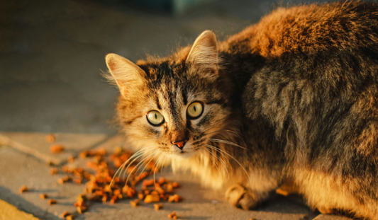 Know the Risks: Identifying Harmful Additives in Cat Treats