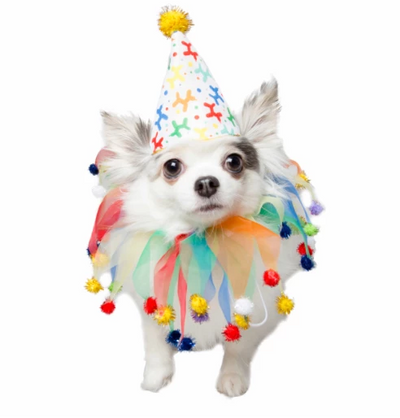 5 Tips When Choosing a Birthday Costume for Your Dog