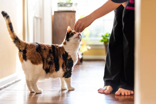 What Makes a Treat High-Value for Training Cats?
