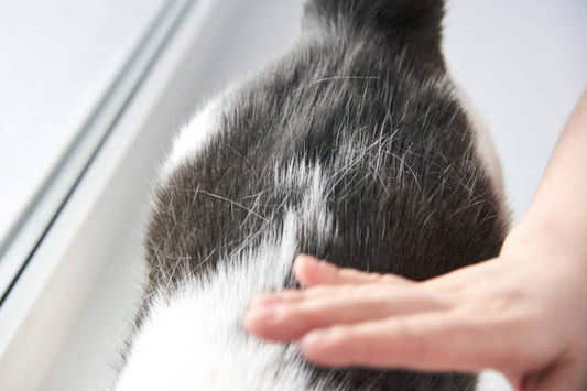 Dull Cat Fur? How to Gently Help Your Cat Shine Again—From Food to Grooming