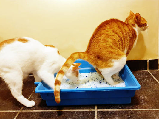 How to Prevent Urinary Issues in Cats: A Natural Approach Through Diet and Care