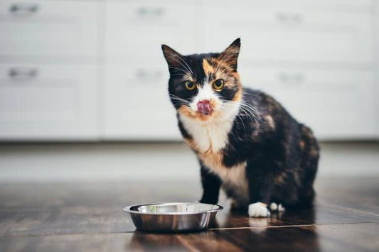 Cat Treats That Support Healthy Digestion